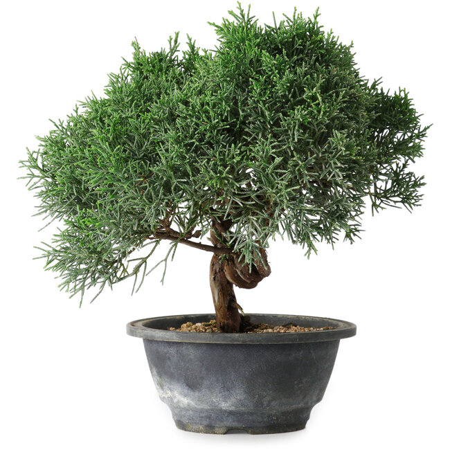 Juniperus chinensis Kishu, 22 cm, ± 15 jaar oud