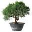 Juniperus chinensis Kishu, 22 cm, ± 15 Jahre alt
