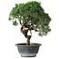 Juniperus chinensis Kishu, 26,5 cm, ± 15 Jahre alt