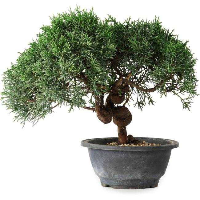 Juniperus chinensis Kishu, 22 cm, ± 15 Jahre alt