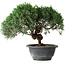 Juniperus chinensis Kishu, 22 cm, ± 15 Jahre alt