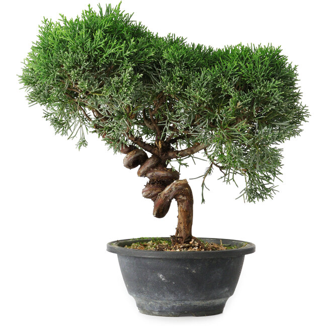 Juniperus chinensis Kishu, 26 cm, ± 15 Jahre alt