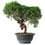 Juniperus chinensis Kishu, 26 cm, ± 15 anni