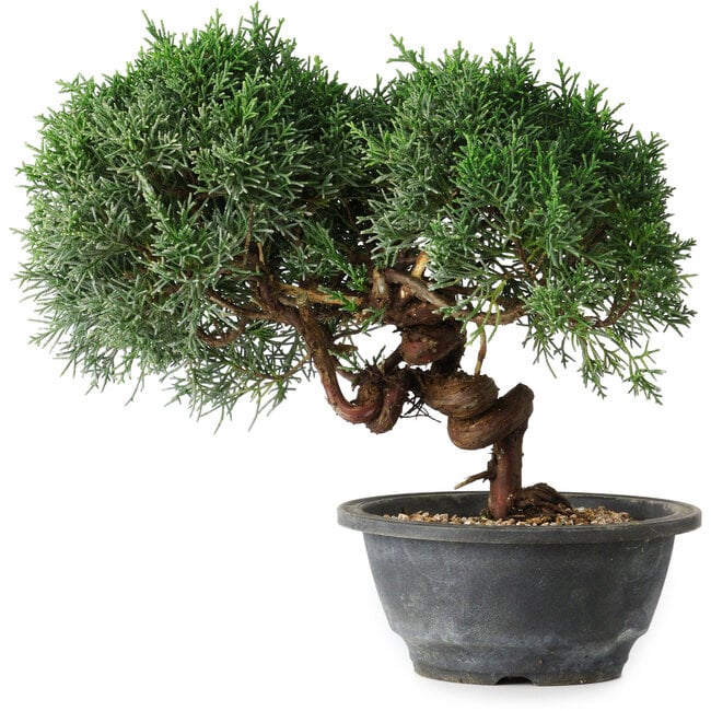 Juniperus chinensis Kishu, 22 cm, ± 15 anni