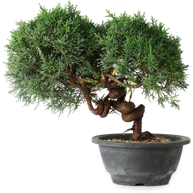 Juniperus chinensis Kishu, 22 cm, ± 15 jaar oud