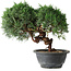 Juniperus chinensis Kishu, 22 cm, ± 15 years old