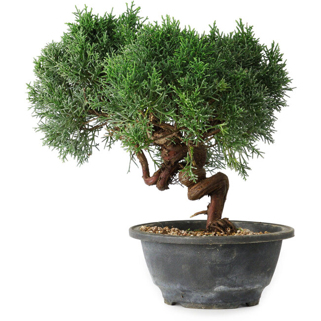 Juniperus chinensis Kishu, 22 cm, ± 15 jaar oud
