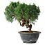Juniperus chinensis Kishu, 22 cm, ± 15 ans