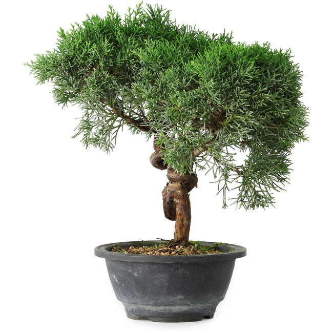 Juniperus chinensis Kishu, 26 cm, ± 15 ans