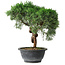 Juniperus chinensis Kishu, 26 cm, ± 15 ans