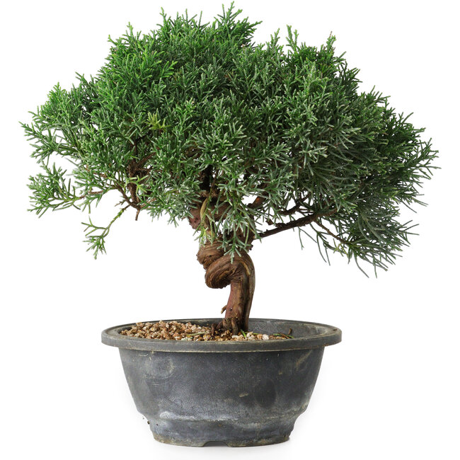Juniperus chinensis Kishu, 22 cm, ± 15 ans