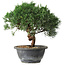 Juniperus chinensis Kishu, 22 cm, ± 15 Jahre alt