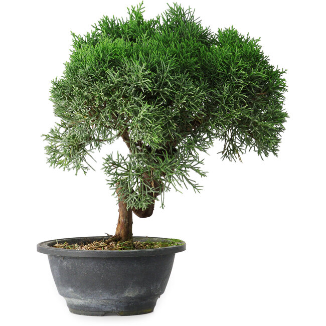 Juniperus chinensis Kishu, 26 cm, ± 15 años