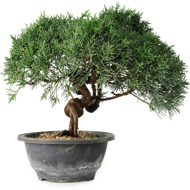 Juniperus chinensis Kishu, 22 cm, ± 15 jaar oud
