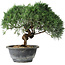 Juniperus chinensis Kishu, 22 cm, ± 15 years old