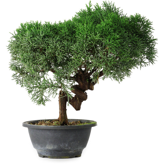 Juniperus chinensis Kishu, 26 cm, ± 15 jaar oud