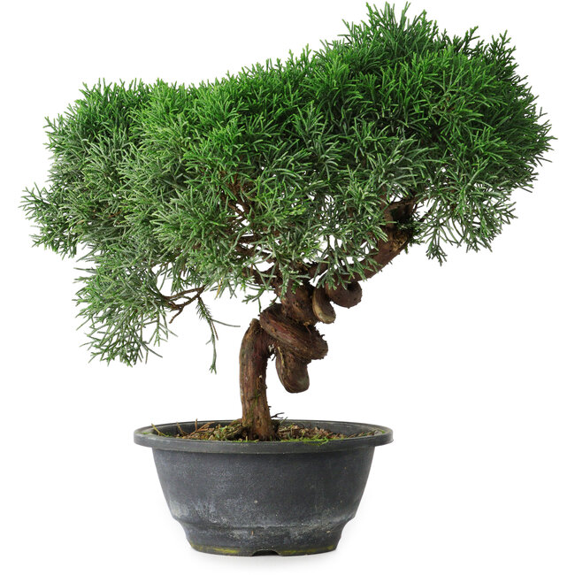 Juniperus chinensis Kishu, 26 cm, ± 15 years old