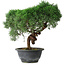 Juniperus chinensis Kishu, 26 cm, ± 15 Jahre alt