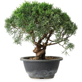 Juniperus chinensis Kishu, 22 cm, ± 15 Jahre alt