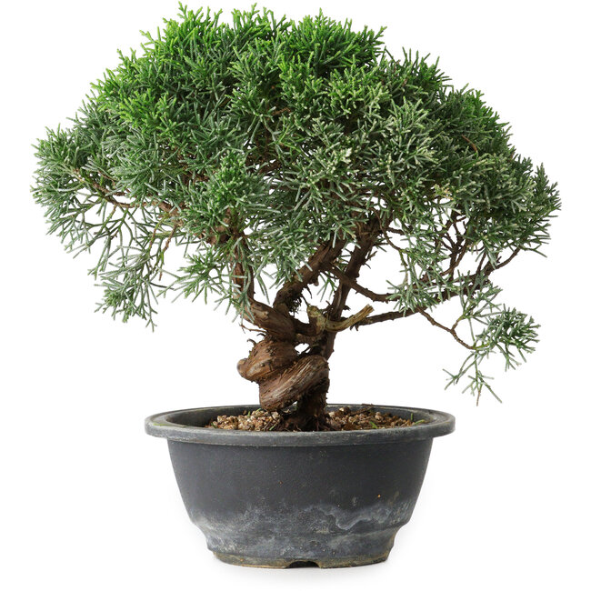 Juniperus chinensis Kishu, 22 cm, ± 15 years old