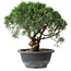 Juniperus chinensis Kishu, 22 cm, ± 15 ans