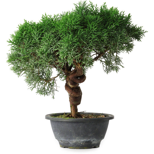 Juniperus chinensis Kishu, 26 cm, ± 15 anni