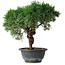 Juniperus chinensis Kishu, 26 cm, ± 15 anni