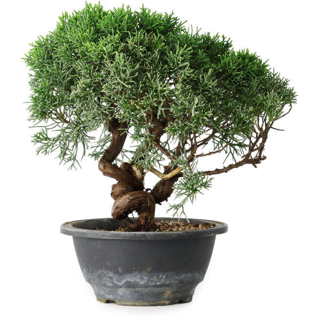 Juniperus chinensis Kishu, 22 cm, ± 15 anni