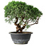 Juniperus chinensis Kishu, 22 cm, ± 15 ans