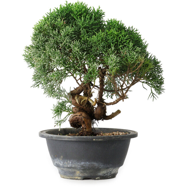 Juniperus chinensis Kishu, 22 cm, ± 15 anni
