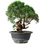 Juniperus chinensis Kishu, 22 cm, ± 15 ans