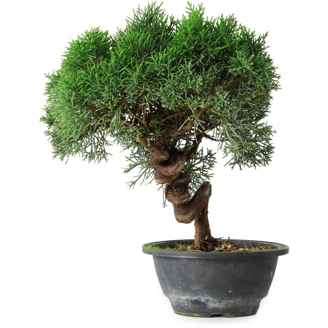 Juniperus chinensis Kishu, 26 cm, ± 15 anni