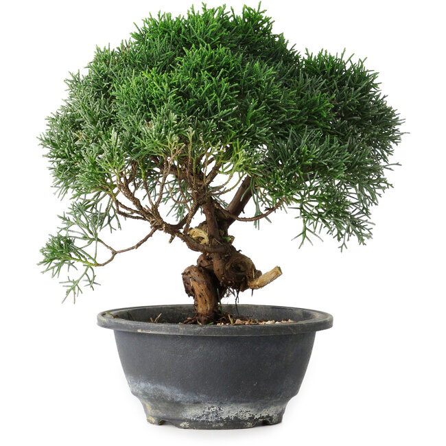 Juniperus chinensis Kishu, 22 cm, ± 15 años