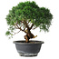 Juniperus chinensis Kishu, 22 cm, ± 15 ans