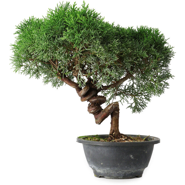 Juniperus chinensis Kishu, 26 cm, ± 15 años