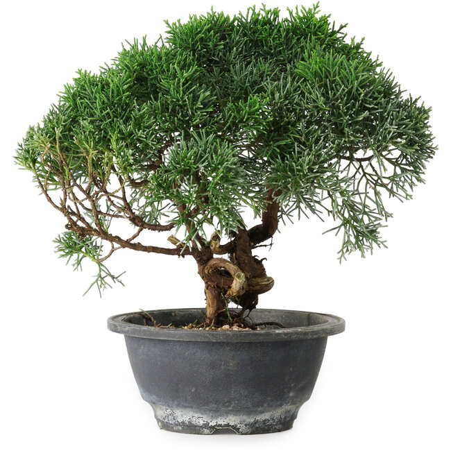 Juniperus chinensis Kishu, 22 cm, ± 15 anni