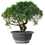 Juniperus chinensis Kishu, 22 cm, ± 15 years old
