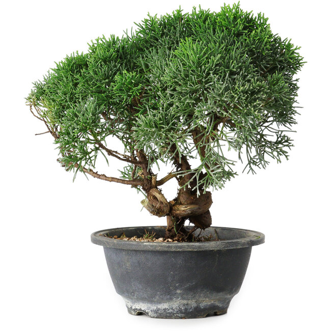 Juniperus chinensis Kishu, 22 cm, ± 15 ans
