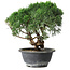 Juniperus chinensis Kishu, 22 cm, ± 15 anni