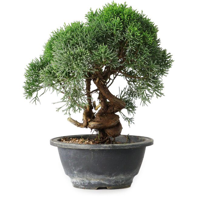 Juniperus chinensis Kishu, 22 cm, ± 15 años