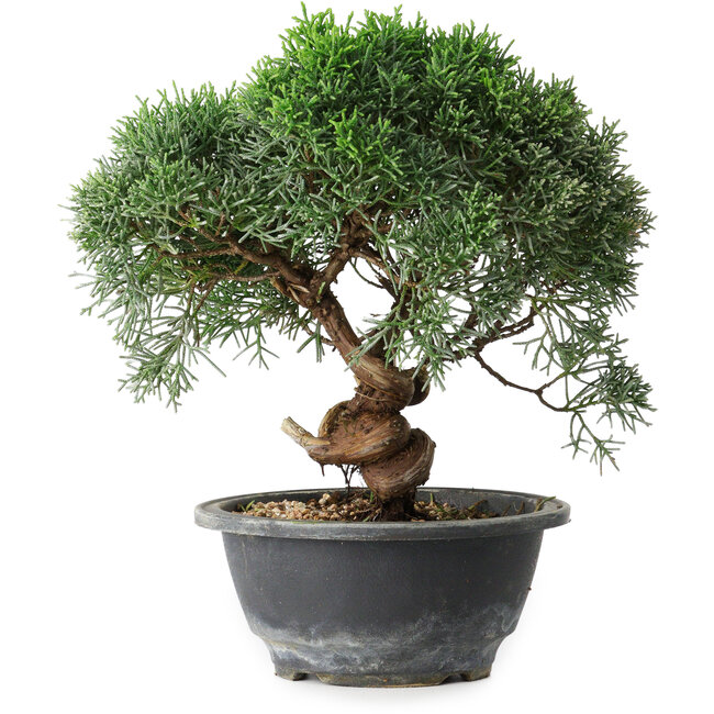 Juniperus chinensis Kishu, 22 cm, ± 15 anni