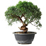 Juniperus chinensis Kishu, 22 cm, ± 15 ans