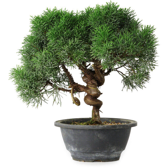 Juniperus chinensis Kishu, 23 cm, ± 15 ans