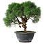 Juniperus chinensis Kishu, 23 cm, ± 15 years old