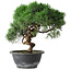 Juniperus chinensis Kishu, 23 cm, ± 15 years old