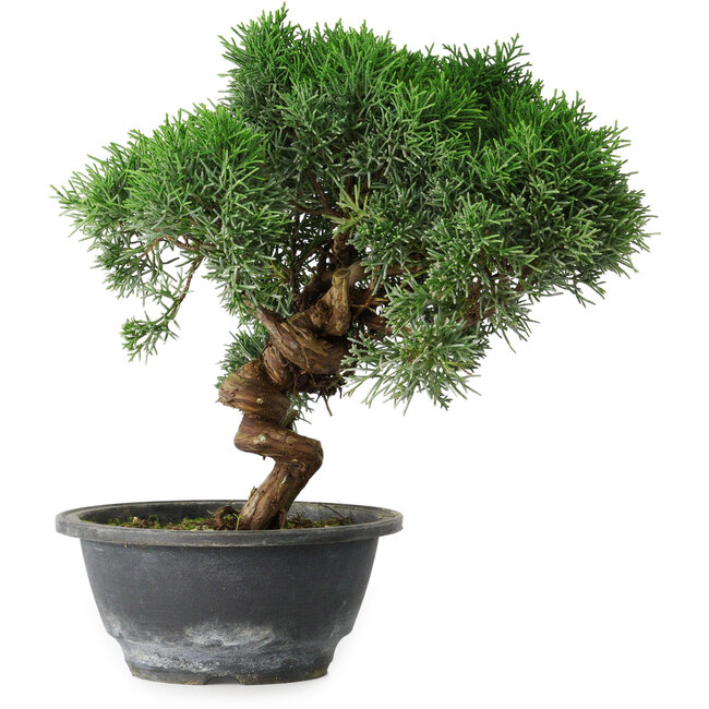 Juniperus chinensis Kishu, 23 cm, ± 15 años