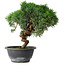 Juniperus chinensis Kishu, 23 cm, ± 15 ans