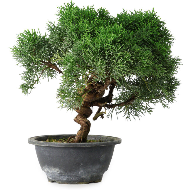 Juniperus chinensis Kishu, 23 cm, ± 15 ans