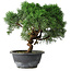 Juniperus chinensis Kishu, 23 cm, ± 15 years old