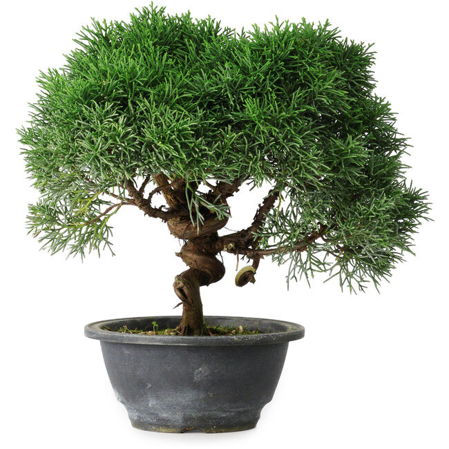 Juniperus chinensis Kishu, 23 cm, ± 15 anni
